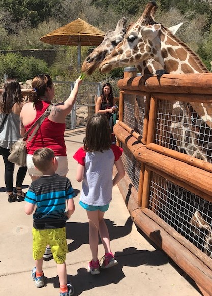 You can look giraffes in the eye at Cheyenne Mountain Zoo | 9news.com