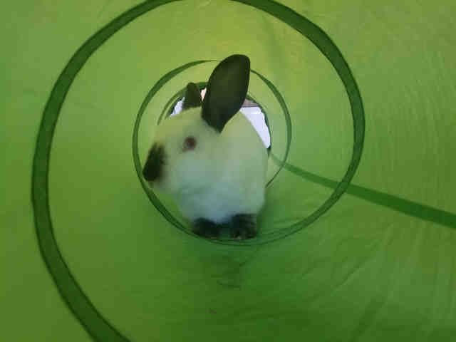 Bring Andre the Giant and his brother home! | 9news.com