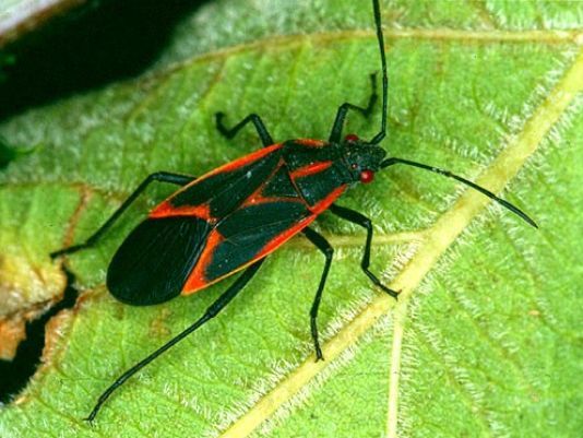 What are those black and red bugs crawling all over Fort Collins ...