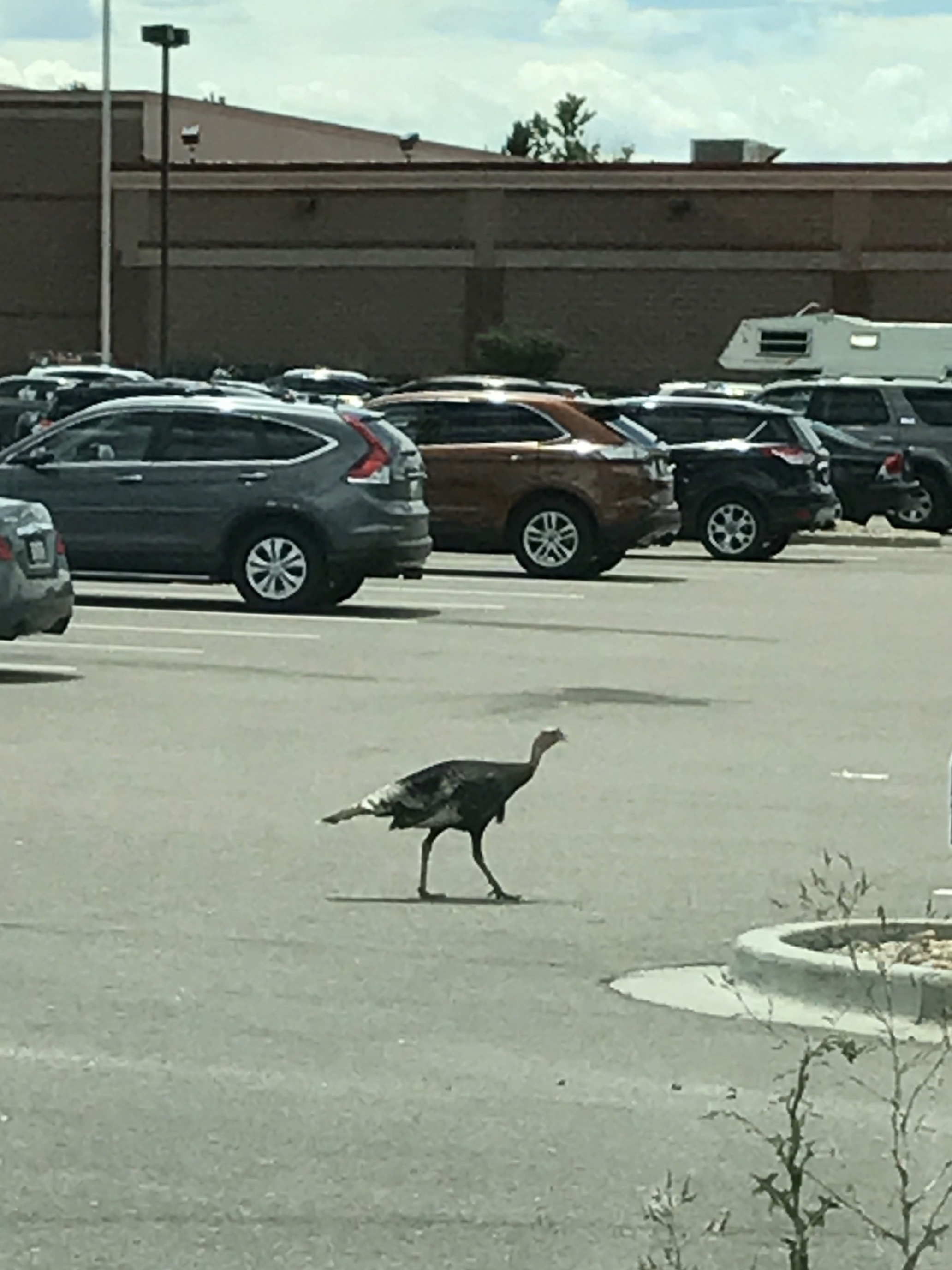 Turkey that made home in parking lot being relocated (after hunting ...